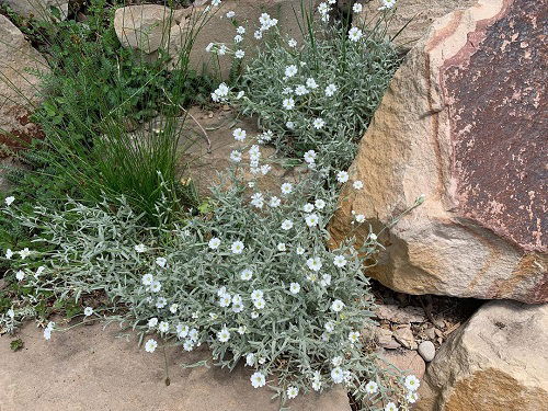 Best Rock Garden Plants 64