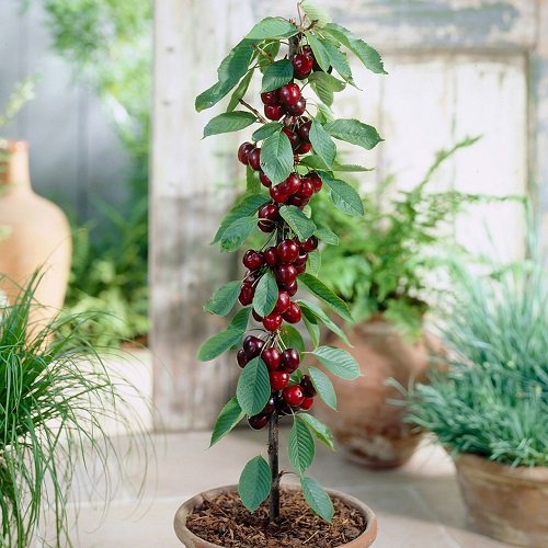 Best Types of Cherries to Grow in Pots 2