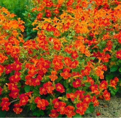 The top 25 perennials that bloom orange

