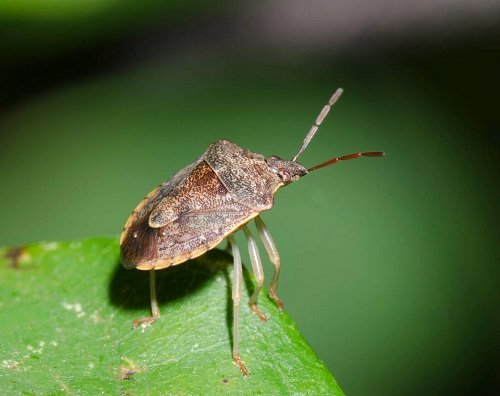 Different types of Typical Garden Pests