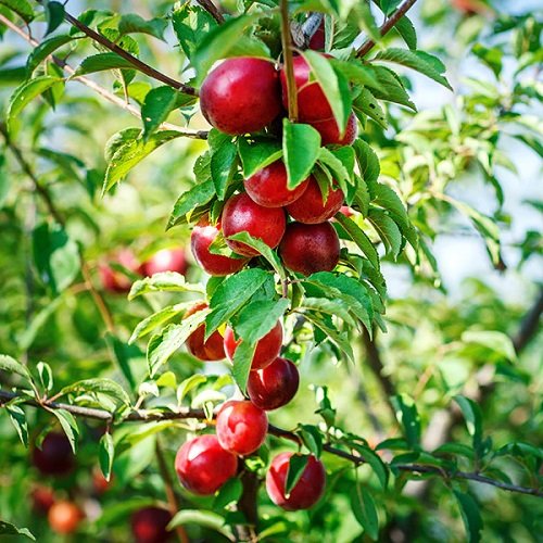 Best Types of Cherries to Grow in Pots 19