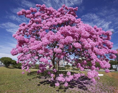 Pink Flowering Trees in Florida 3