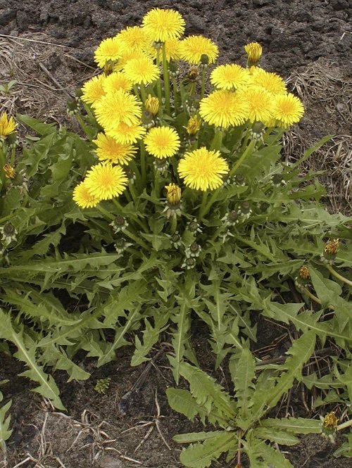 Herbs with Yellow Flowers in garden 
