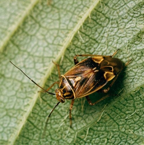  Frequently Found Pests in Your Garden
