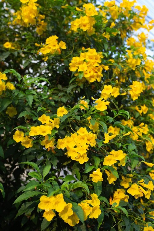 Best Yellow Hummingbird Plants 42