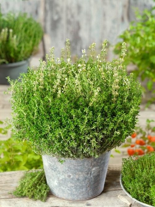 thyme Plants to Grow in Home and Garden