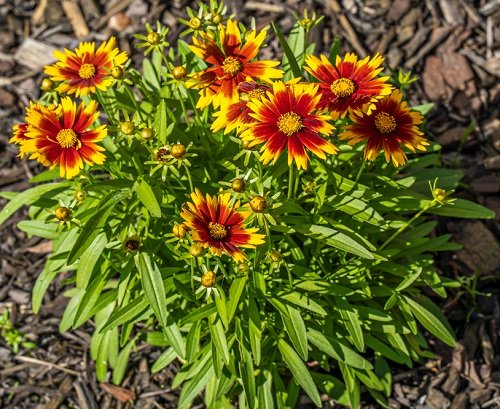 25 best perennials with orange flowers
s