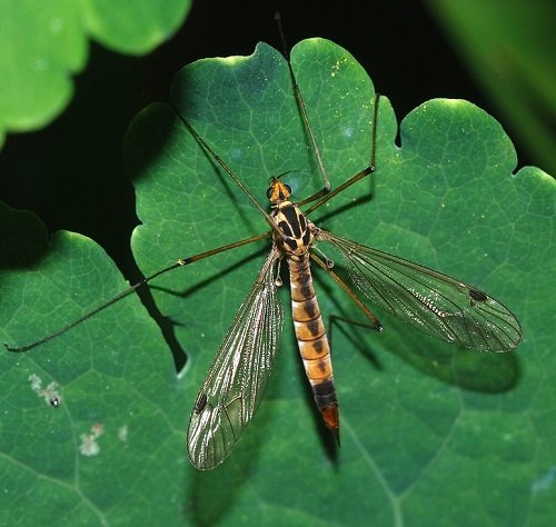 The common Typical Garden Pests