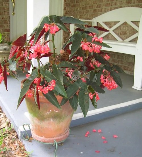 Best Pink Begonia Varieties 