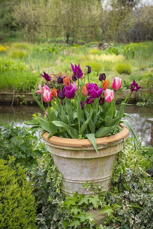 Tulips as Cup Shaped Flowers 