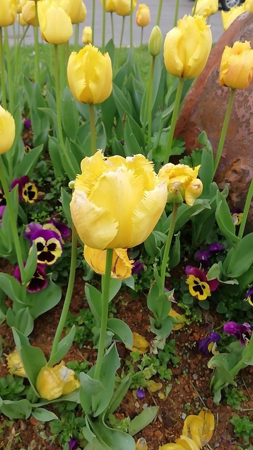 Best Yellow Tulip Varieties 10