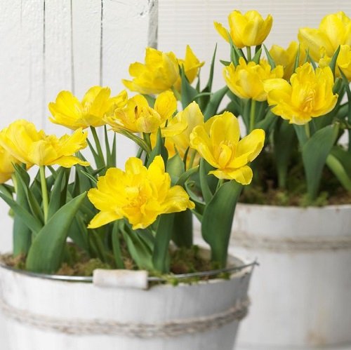 Best Yellow Tulip Varieties 7