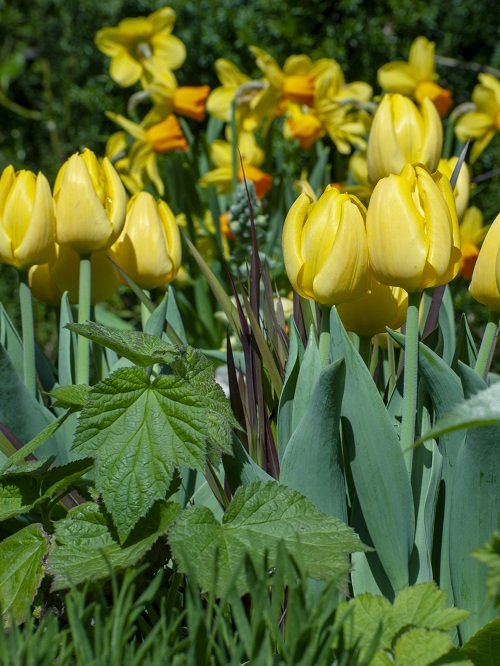 Best Yellow Tulip Varieties 5