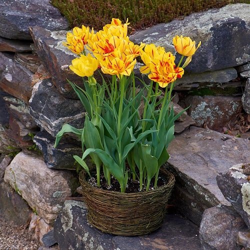 Best Yellow Tulip Varieties 2