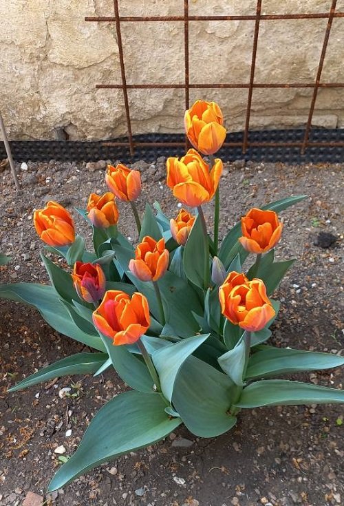 Best Yellow Tulip Varieties 3