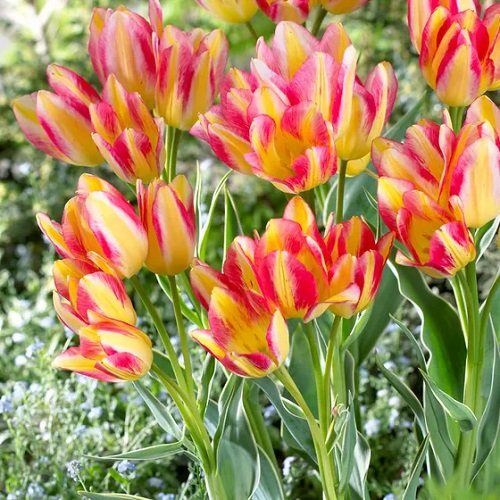 Best Yellow Tulip Varieties 8