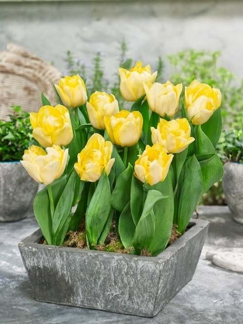 Best Yellow Tulip Varieties 9