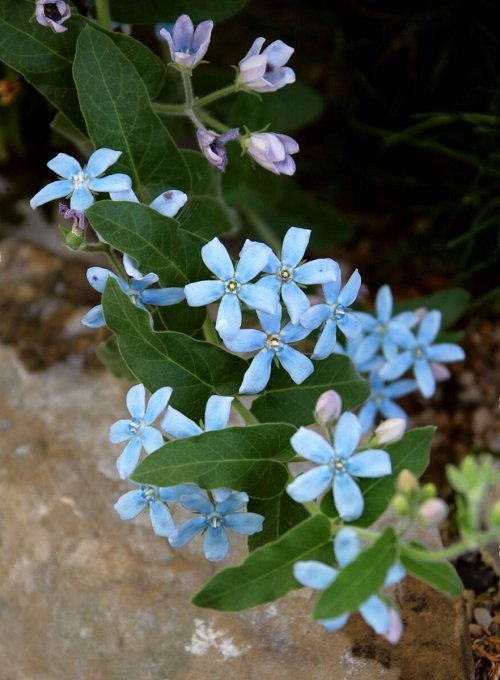 Baby Blue Flowers 62