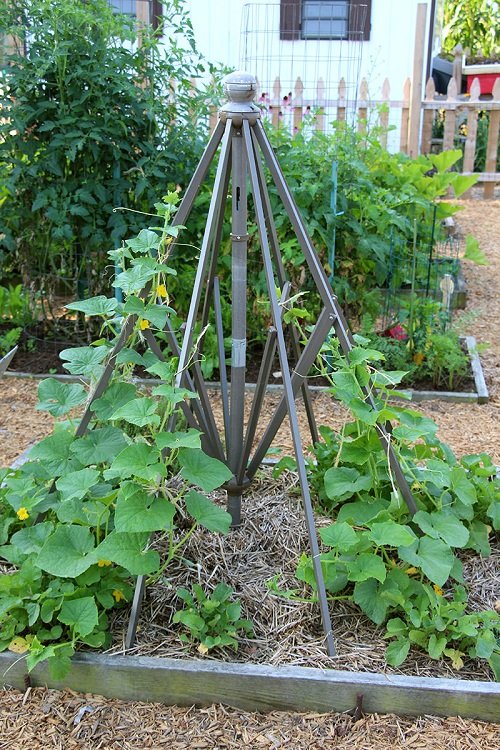 Umbrella Frame Trellis for plants