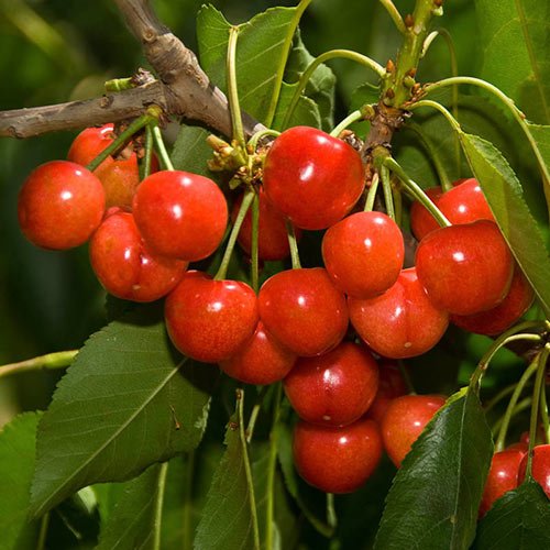 Best Types of Cherries to Grow in Pots 45