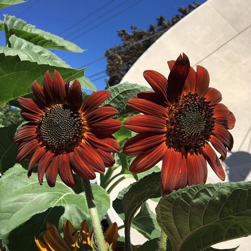 Top types of red sunflowers 1