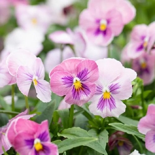 Best Pink and White Flowers 15