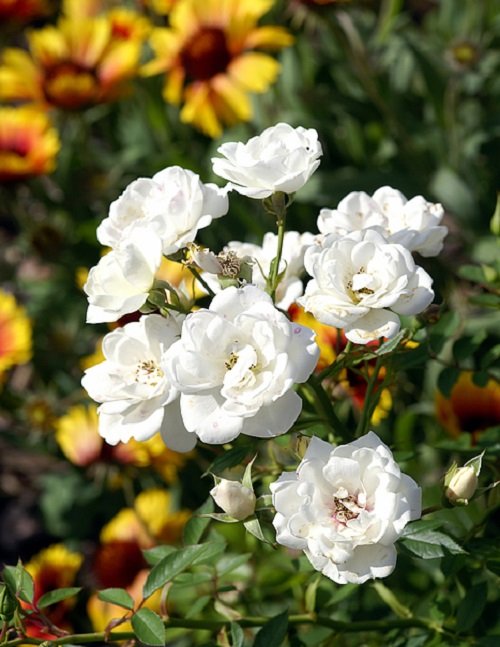 42 Best White Garden Roses Varieties 9