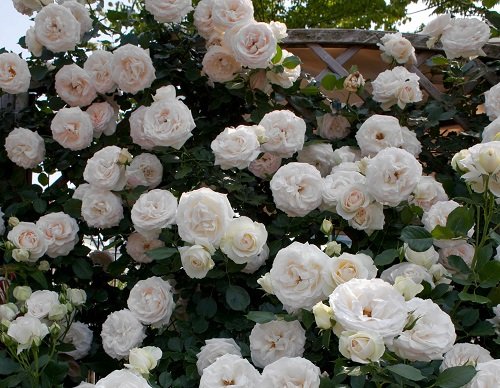 42 Best White Garden Roses Varieties 10