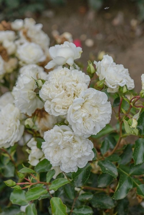 42 Best White Garden Roses Varieties 7