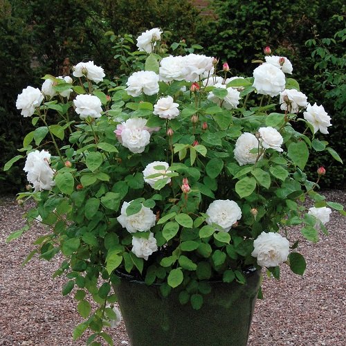 Best White Garden Roses Varieties 2