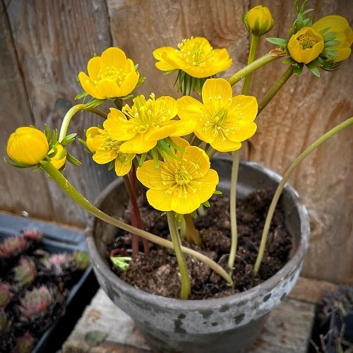 Winter Aconite Cup Shaped Flowers 