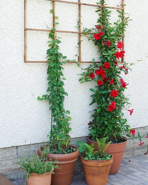 Wooden Wall Trellis for plants