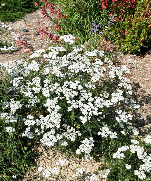 Perennials that Bloom Multiple Times a Year