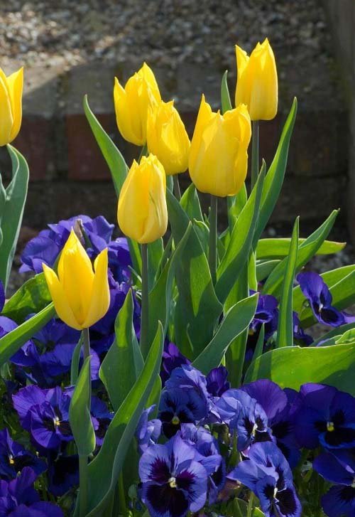Best Yellow Tulip Varieties 11