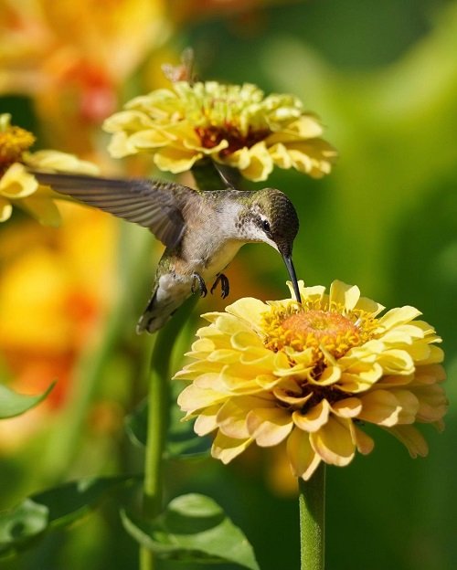 Best Yellow Hummingbird Plants 32