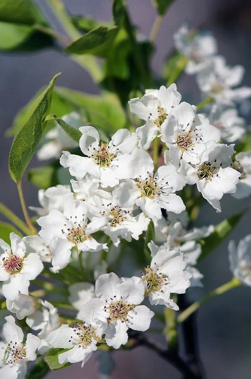 Asian Pear Flowers with Black Center