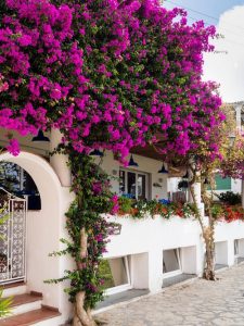 14 Most Beautiful Pink Flowering Trees in Florida