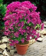 Growing Bougainvillea in Pots | Bougainvillea Care in Containers