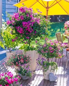 Growing Bougainvillea In Pots | Bougainvillea Care In Containers