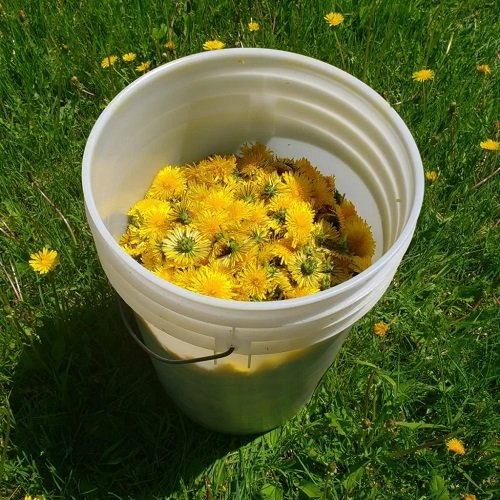 Dandelion Tea Fertilizer Recipe
