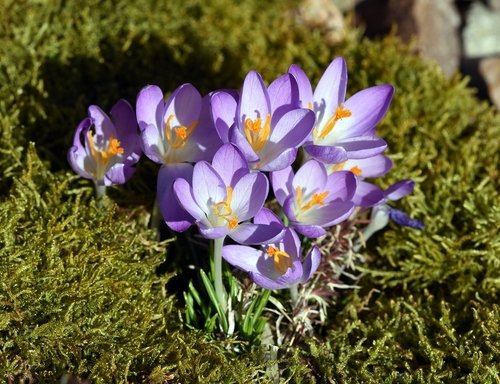 crocus Spring Flowers