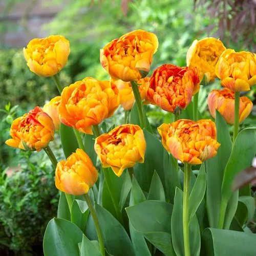 Best Yellow Tulip Varieties 19