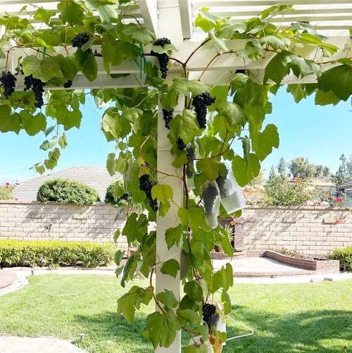 Fruits that Don't Grow on Trees 11