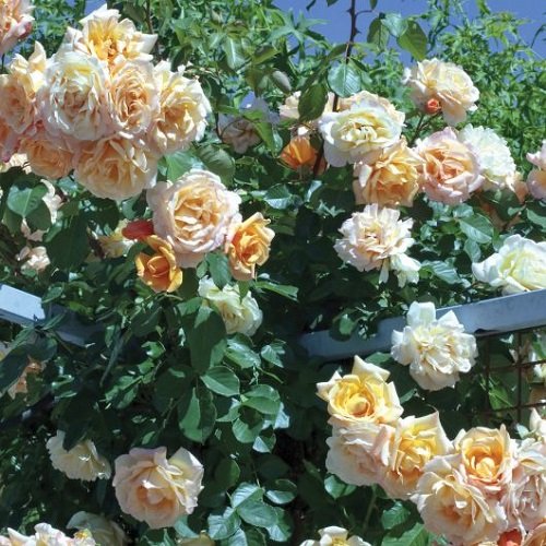 42 Best White Garden Roses Varieties 8
