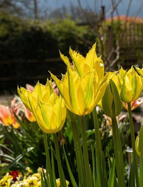 Best Yellow Tulip Varieties 25