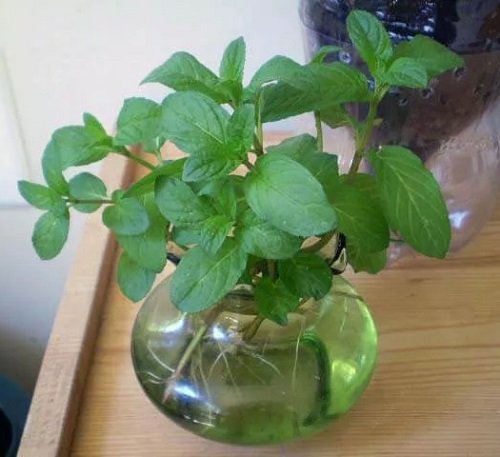 Herbs that Grow from One Cutting and a Glass of Water