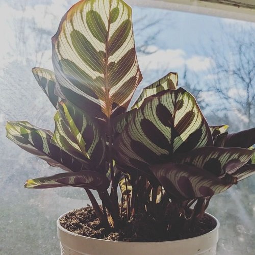  Reasons Behind Prayer Plant Leaves Curling  lack of Humidity
