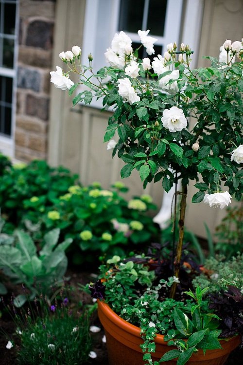 Best White Garden Roses Varieties 