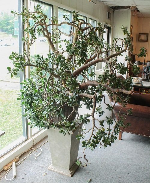  Pruning Jade Plant to Make it Bushier and Bigger 8