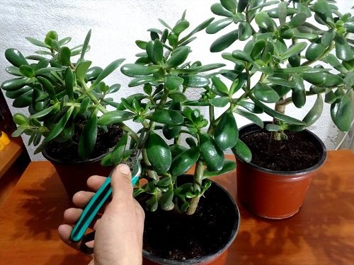 Prune a Jade Plant Like an Expert 3